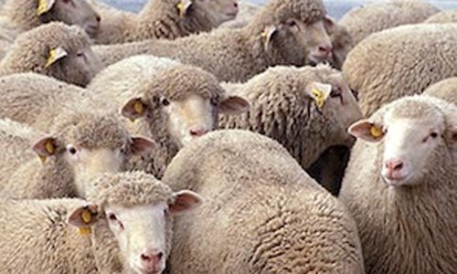 in south africa sheep with cell phones in south africa sheep with cell phones