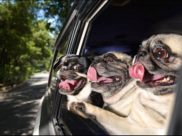 04-1388820887-funny-dogs-in-cars-lara-jo
