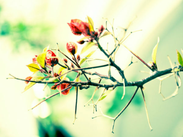 அழகிய எச்டி பூக்கள்