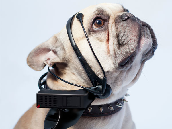 Dog Translator