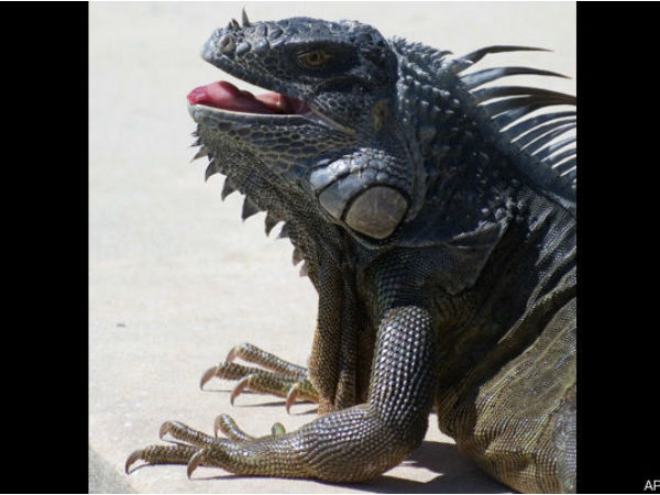 தடை