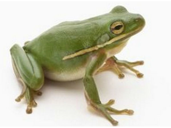 தவளை