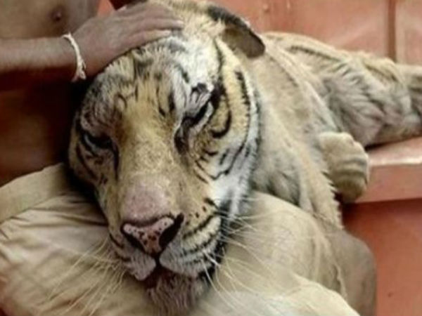 லைஃப் ஆஃப் பை :