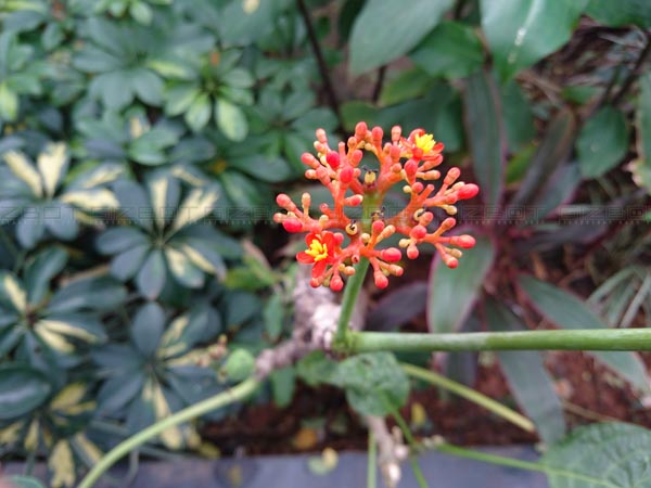 போக்கிரவுன்டு டீஃபோகஸ்