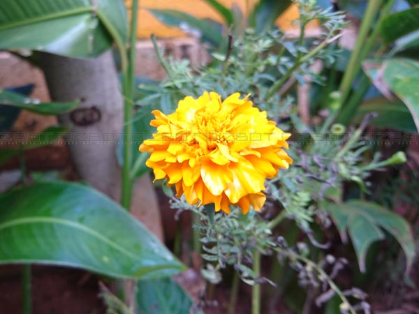 மேனுவல் மோடு