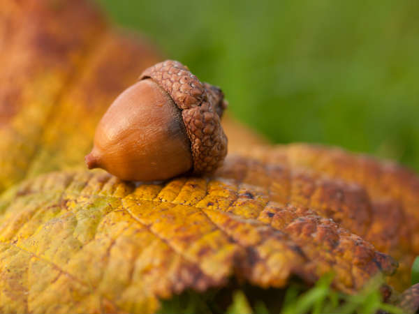 Rule of Thirds