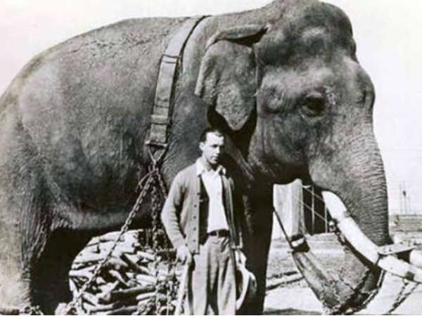 எலிபெண்ட் அண்ட் அசிட் (Elephant and Acid)