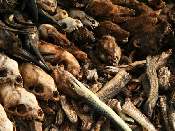 6-ஆம் வெகுஜென பேரழிவின் விளிம்பில் பூமி; முதல் 5 பேரழிவில் நடந்து என்ன 6-ஆம் வெகுஜென பேரழிவின் விளிம்பில் பூமி; முதல் 5 பேரழிவில் நடந்து என்ன