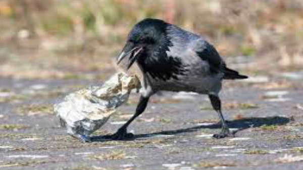 சுற்றுச்சூழலை கற்றுத்தரும் பாடம்: