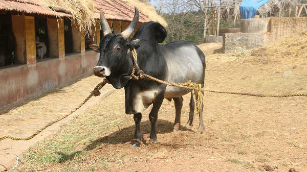 உழவன் மாடு :