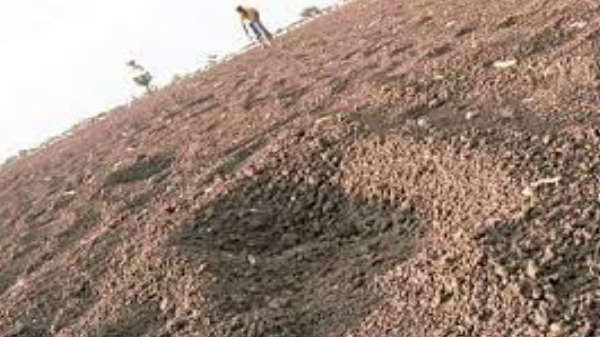 வனத்துறையினர் தீவிர ரோந்து: