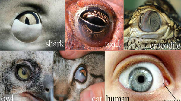 ஆழ்கடலில் கண்ணுக்கு வெளிச்சம்: