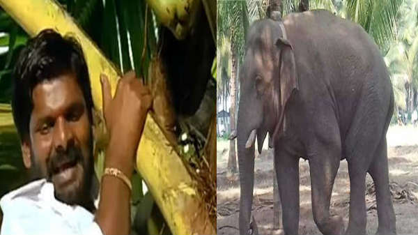 சில்வண்டு சிக்கும் சின்னதம்பி சிக்கமாட்டான்- கெத்தும் காட்டும் யானை.!