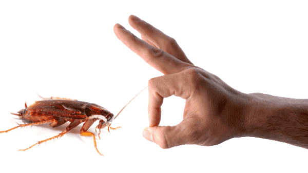 ஹோட்டல் சர்வரின் செயல்: