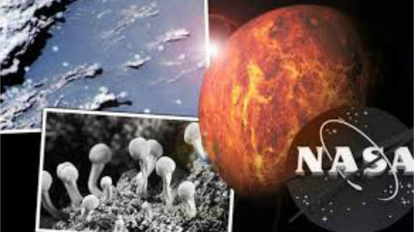 அதிகப்படியான வளர்ச்சியை அடைந்து வரும் உயிர் படிமம்