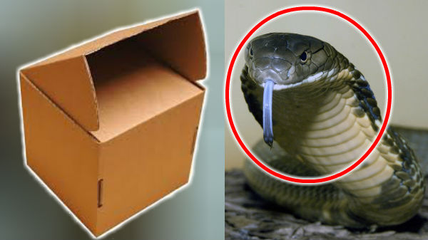பார்சலில் ஷாக் ஐட்டம் டெலிவரி