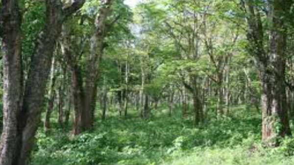 மணக்காடு