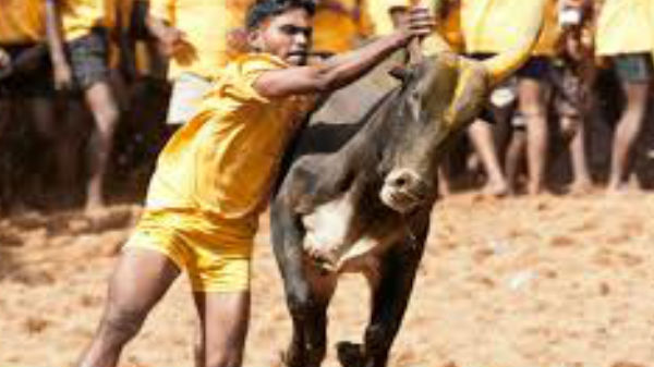 ஏராளமான காளை உரிமையாளர்கள் முன்பதிவு