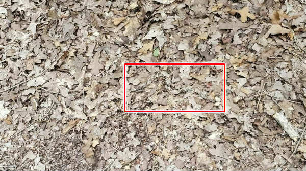 ஒரு இலையைக் கூட விடை என்
