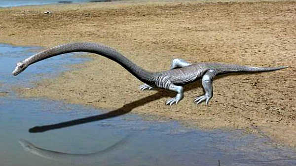 முட்டையிடுவதற்காக வந்த டானிஸ்ட்ரோபியஸ்