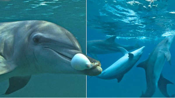 பஃபர் ஃபிஷ் மீன்களின் நஞ்சில் உள்ள நன்மை
