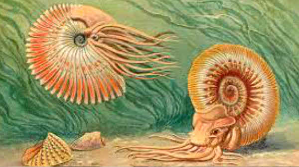அம்மோனைட்ஸ் (ammonoids) உயிரினங்கள்