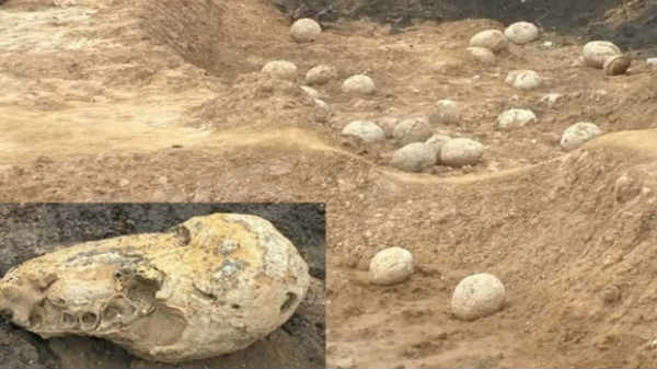 டைனோசர் முட்டைகள் என்று பரவிய பொய்யான தகவல்