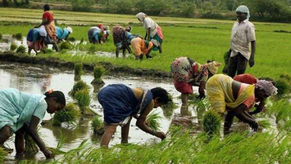 செடியின் உயரம், இலை துளிர்க்கும் பகுதிகள்