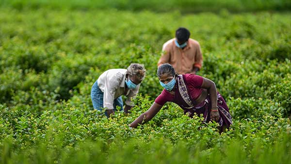 விவசாயிகளுக்கு பயனுள்ள வடிவத்தில் அளிக்கும்