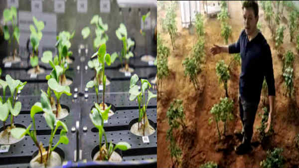 மைக்ரோ கிராவிட்டியில் முள்ளங்கி வளர்ப்பு