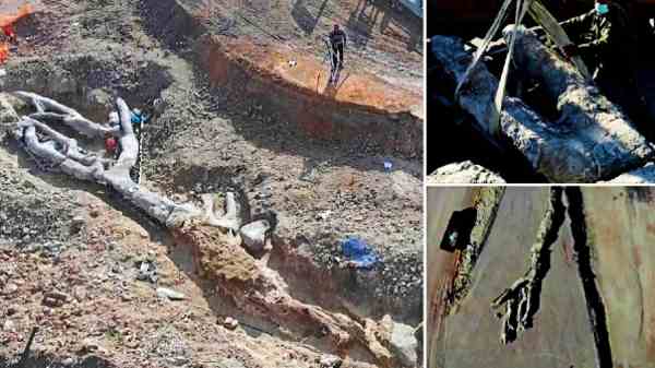 எரிமலை வெடிப்பில் பாதுகாக்கப்பட மரம் 