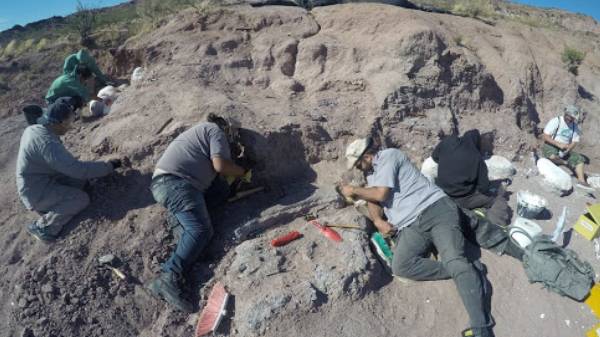 டைட்டனோசரின் (Titanosaur) புதைப்படிவம்