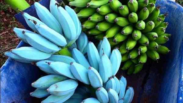 ப்ளூ நிறத்தில் வாழைப்பழம்