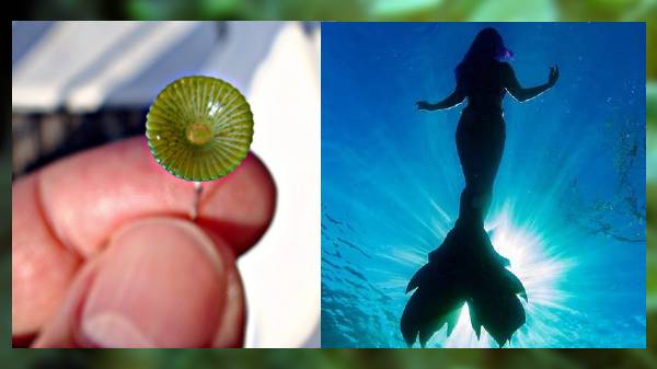 மெர்மெய்ட் (mermaid)' என்ற பெயருக்கான அர்த்தம் என்ன?