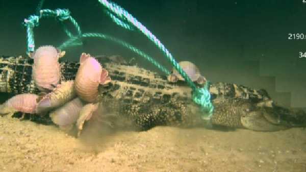 ஆழ்கடலில் நடத்தப்பட்ட கிரேட் கேட்டர் பரிசோதனை (Great Gator Experiment)