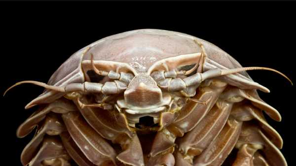 ஆழ்கடலில் பிணந்தின்னி கழுகலாக இந்த ஐசோபாட்கள் (isopods)