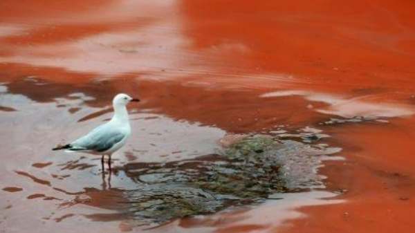 உண்மையில் நுண்ணுயிர் ப்ளூமிங் என்ன செய்யும்?