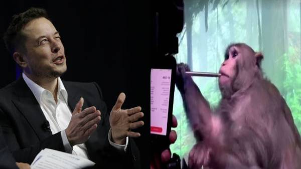 அடுத்து மனிதர்களா?- நியூரோலிங்க் சிப் பொருத்தப்பட்ட 23 குரங்குகளில் 15 இறப்பு: எலான் மஸ்க் நிறுவனத்தின் சோதனை!