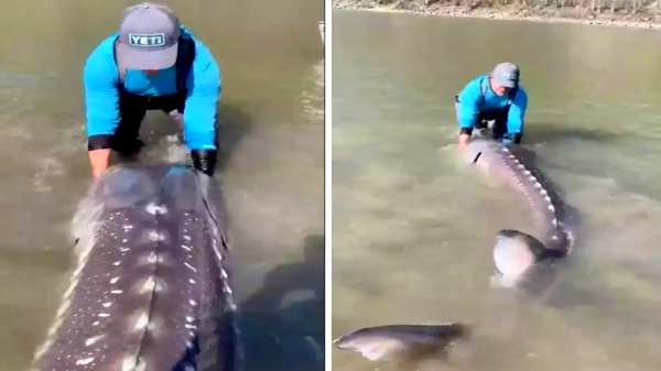 100 வயதை தாண்டிய 'வாழும் டைனோசர்' என்று இணையத்தை கலக்கிய வீடியோ.. இது டைனோசர் காலத்து மீனா?