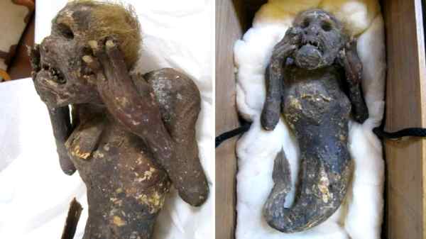 மனித முகம், மீன் வால் கொண்ட 300 ஆண்டுகள் பழமையான 'கடற்கன்னி: விஞ்ஞானிகளால் ஆய்வு..