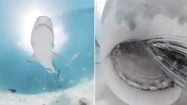 கேமராவை முழுங்கிய டைகர் சுறாமீன்: இணையத்தில் வைரலாகும் வீடியோ.!