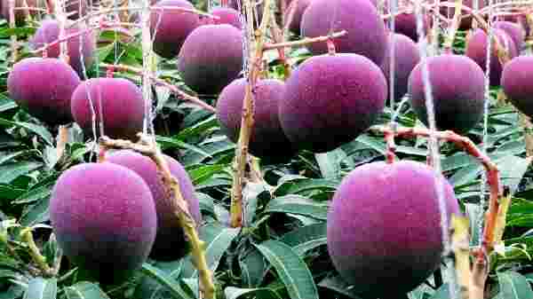 1 கிலோ மாம்பழம் 2.70 லட்சமா? உலகளவில் டிரெண்டிங்கான இந்த மாம்பழத்தில் அப்படி என்ன ருசி இருக்கு?