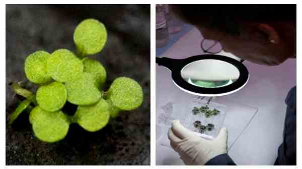 'ஓ மை காட்' சந்திர மண்ணில் வளர்ந்த தாவரங்கள்.. இது என்ன செடி தெரியுமா? வியந்து போன விஞ்ஞானிகள்..