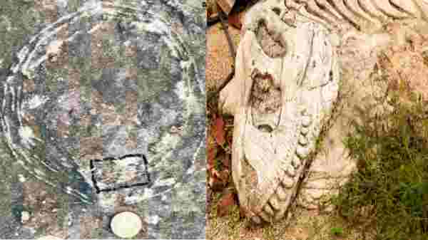 இந்தியாவில் டைனோசர் முட்டை! 2050 இல் டைனோசர் மீண்டும் உயிர் பெறுமா? என்னப்பா சொல்றீங்க?