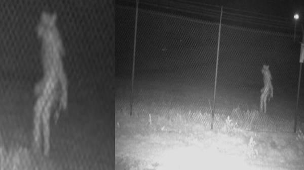 பூமிக்கு வந்துட்டாங்க., இந்த ஆதாரம் போதுமா: கேமராவில் பதிவான ஏலியன் உருவம்?- ஆனா அங்க என்ன பண்றாங்க!