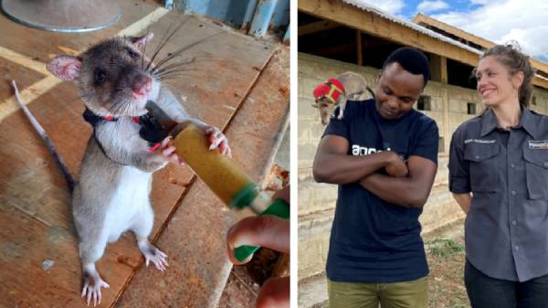  மைக்ரோஃபோன், லொகேஷன் ட்ராக்கருடன் கலக்கும் எலி: விஞ்ஞானியின் புதிய சாதனை.!