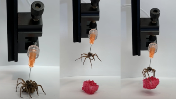 இறந்த சிலந்திக்கு உயிர் கொடுத்த விஞ்ஞானிகள்: Robots ஆக மாற்றி அசத்தல்- எப்படி சாத்தியம்?