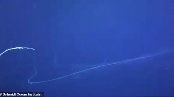 siphonophoreapolemiadeepseacreaturefound